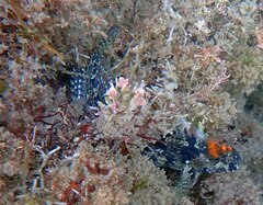 Hypsoblennius gentilis