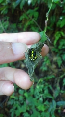 Choaspes xanthopogon