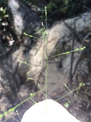 Kellochloa verrucosa