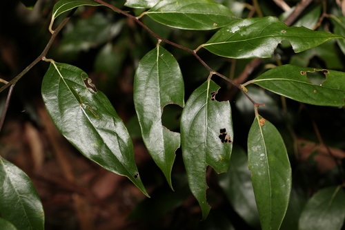 Image of Cryptocarya rigida by (c) Greg Tasney, some rights reserved (CC BY-SA)