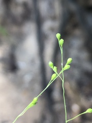Kellochloa verrucosa