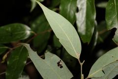 Cryptocarya rigida