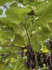 Cercis canadensis