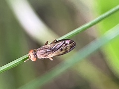 Opomyza