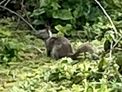 iNaturalist observation photo of California Ground Squirrel
