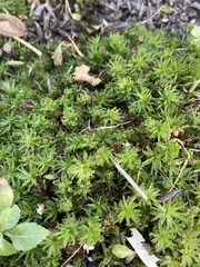 Atrichum undulatum