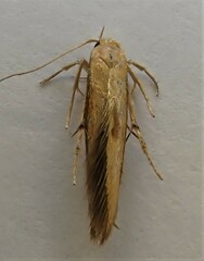 Stathmopoda skelloni