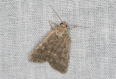 Hypoperigea tonsa