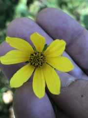 Bidens mitis