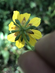 Bidens mitis