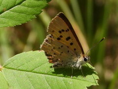 Tharsalea dorcas sangremar