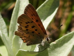 Tharsalea dorcas sangremar