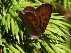 Tharsalea dorcas sangremar