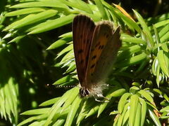 Tharsalea dorcas sangremar