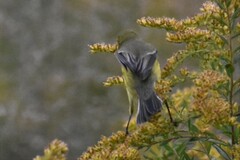 Setophaga discolor
