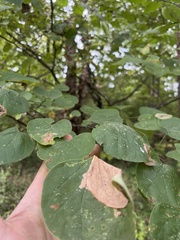 Cercis canadensis