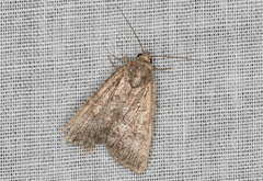 Hypoperigea tonsa