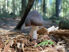 Pluteus exilis