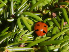 Coccinella transversoguttata