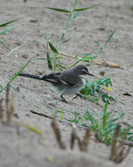 Motacilla capensis capensis