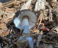 Pluteus exilis