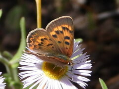 Tharsalea dorcas sangremar