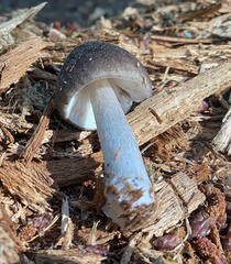 Pluteus exilis