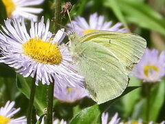 Colias alexandra