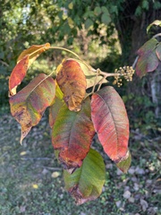 Toxicodendron radicans