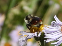 Bombus bifarius