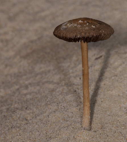 Beach Brittlestem
