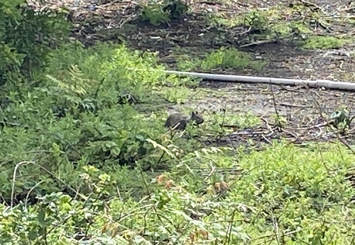 iNaturalist observation photo of California Ground Squirrel