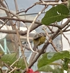 Pheucticus chrysogaster