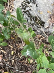 Smilax bona-nox