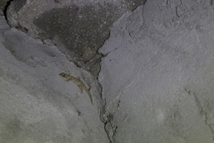 Mediodactylus danilewskii