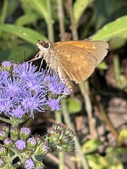 Poanes viator