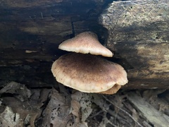 Lentinellus