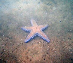 Astropecten armatus