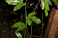Passiflora edulis