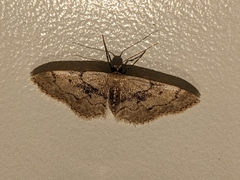Idaea laevigata