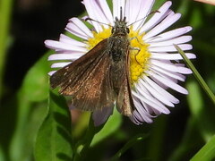 Piruna pirus