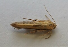 Stathmopoda skelloni