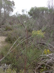 Prostanthera behriana