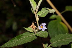 Solanum densevestitum