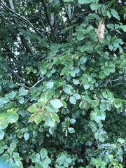 Fagus