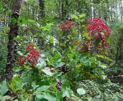 Viburnum dilatatum