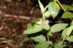 Solanum densevestitum