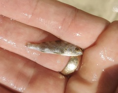 Menticirrhus