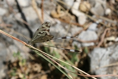 Nemoptera coa