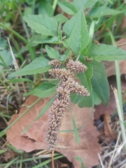 Amaranthus deflexus